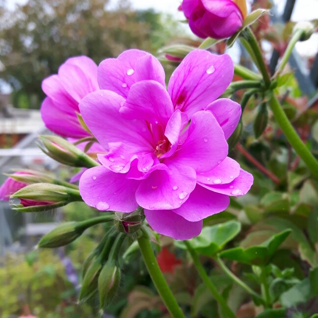 Celia's garden