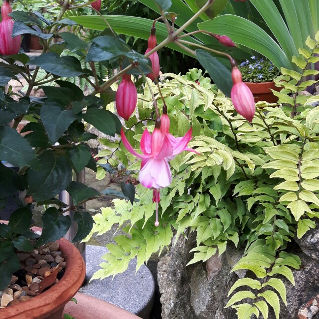 Celia's garden