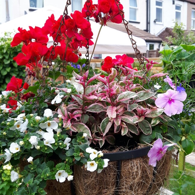 Celia's garden