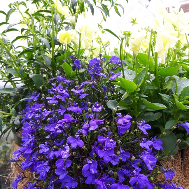 Celia's garden