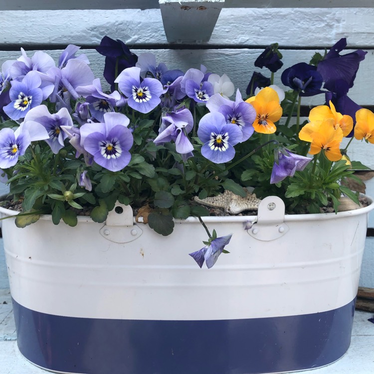 Plant image Viola cornuta 'Penny Marina'