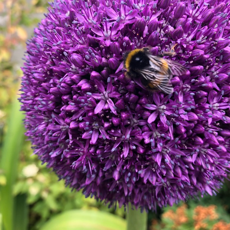 plant image 1060343
