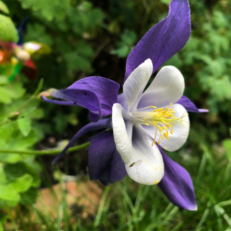 Plant image Aquilegia 'Blue Star'