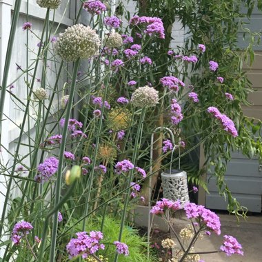 Verbena bonariensis