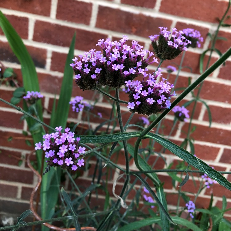 plant image 845011