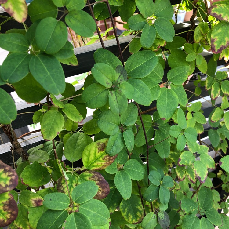 plant image 848813