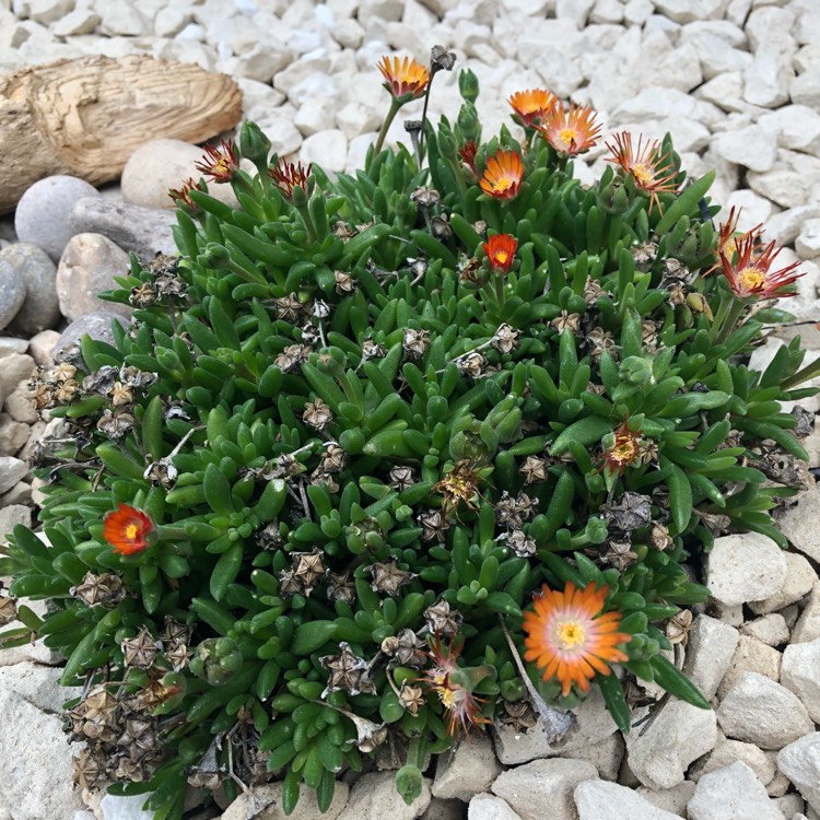 Plant image Delosperma cooperi 'Jewel of Desert Topaz' (Jewel of Desert Series)