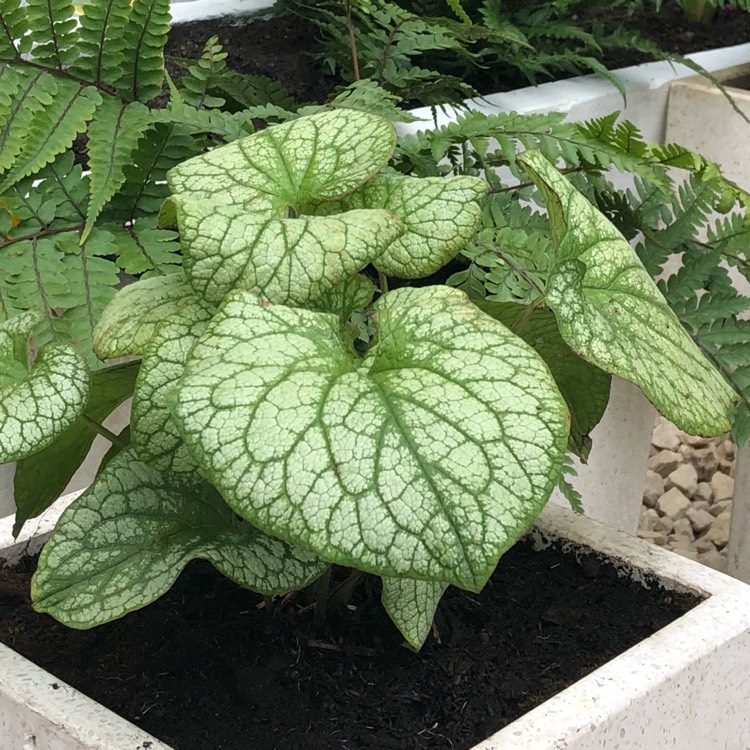 plant image 863516 plant image 863516