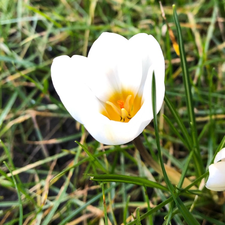 Plant image Crocus chrysanthus 'Snow White'