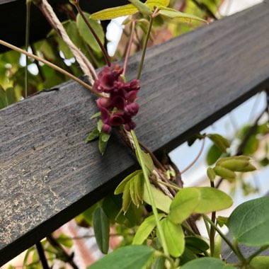 Akebia quinata