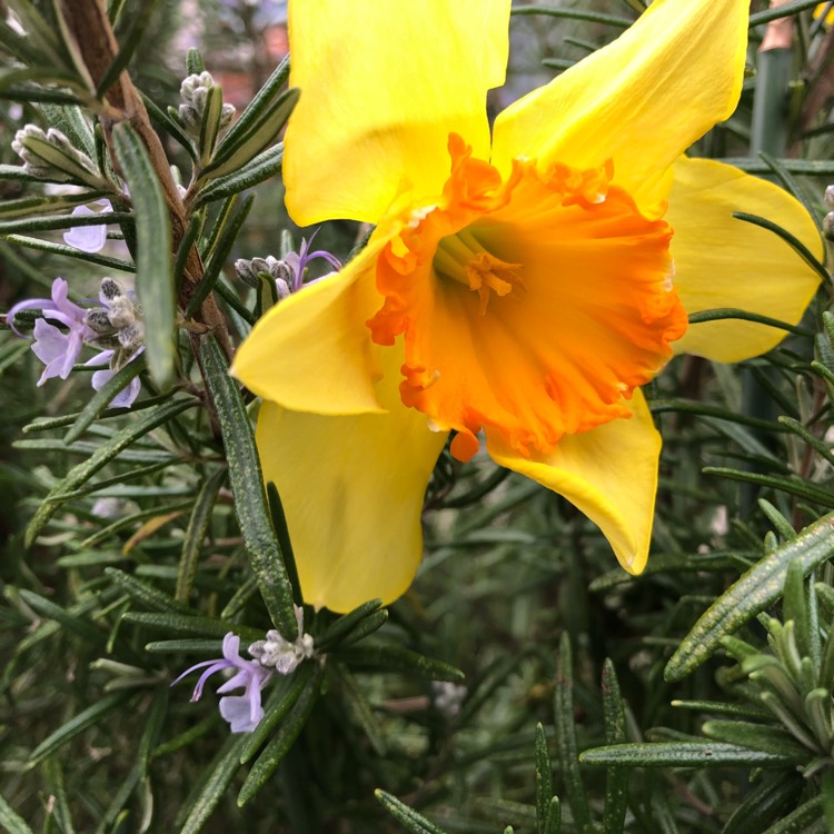 plant image 953160