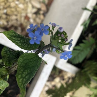 Brunnera macrophylla 'Jack Frost'