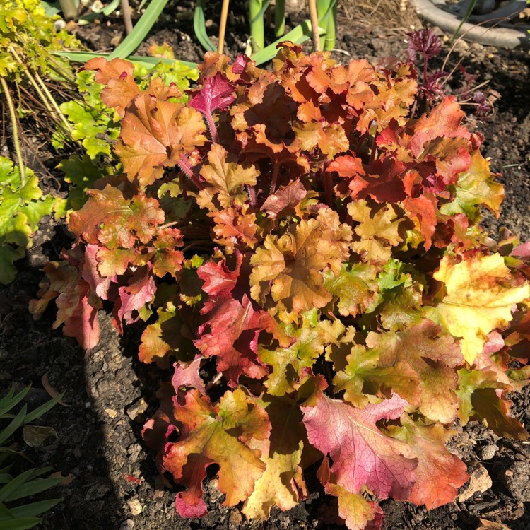 Plant image Heuchera 'Autumn Leaves'
