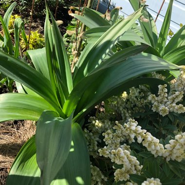 Allium 'Ambassador'