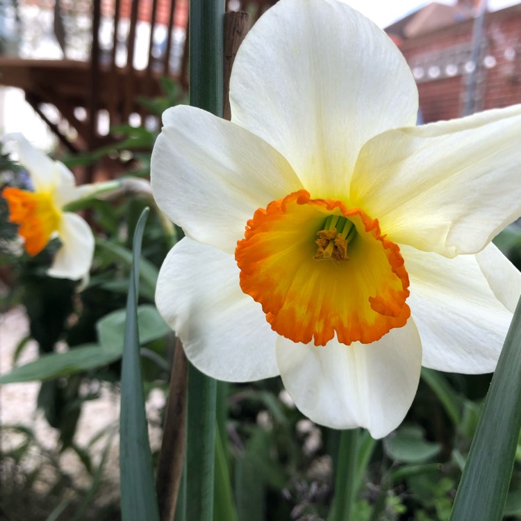 Plant image Narcissus 'Cragford'