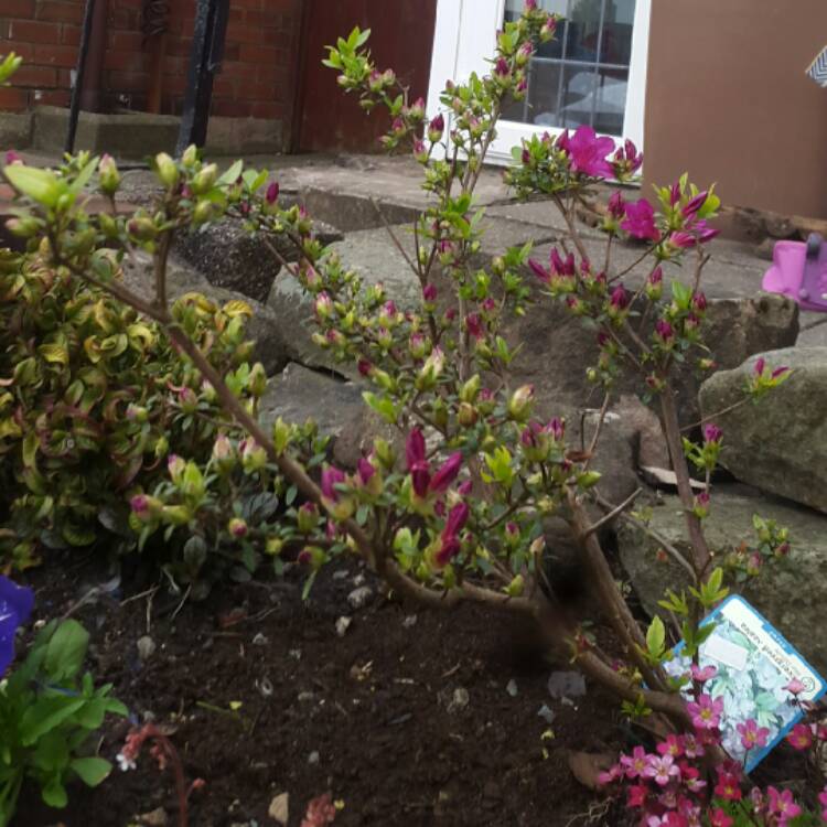 Plant image Rhododendron japonica 'Amoena'