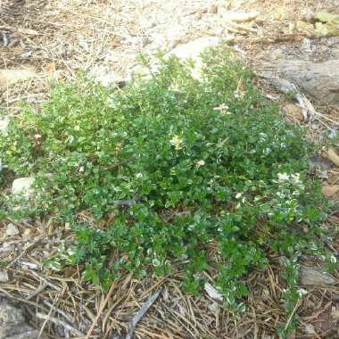 Lemon Thyme