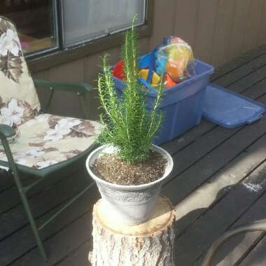 Rosemary