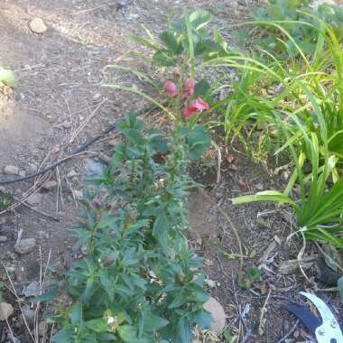 Snapdragon