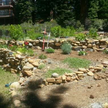 Sam's garden