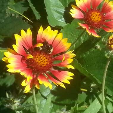 Blanket Flower 'Dazzler'