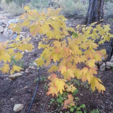 Maple