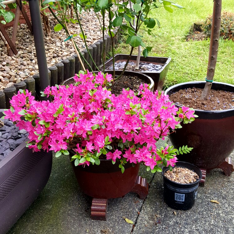 Plant image Rhododendron 'Lilac time'
