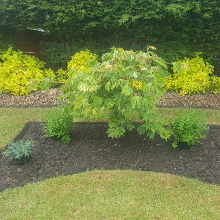 Plant image Acer japonicum 'Aconitifolium'