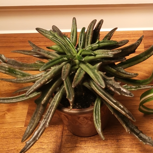 plant image 1201343