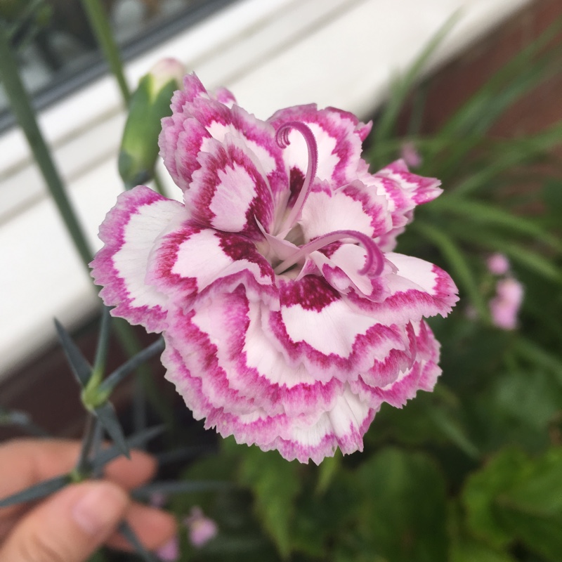 Plant image Dianthus plumarius 'Gran's Favourite'