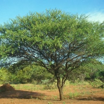 Plant image Acacia nilotica