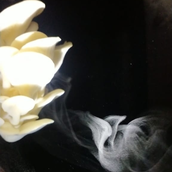 Plant image Pleurotus Ostreatus