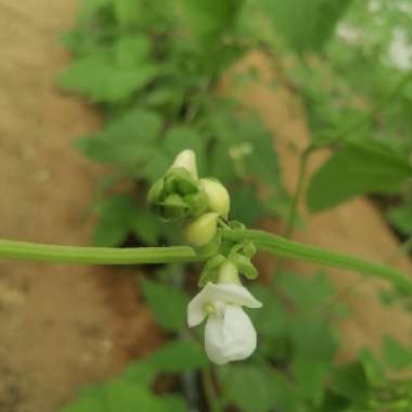 Phaseolus vulgaris