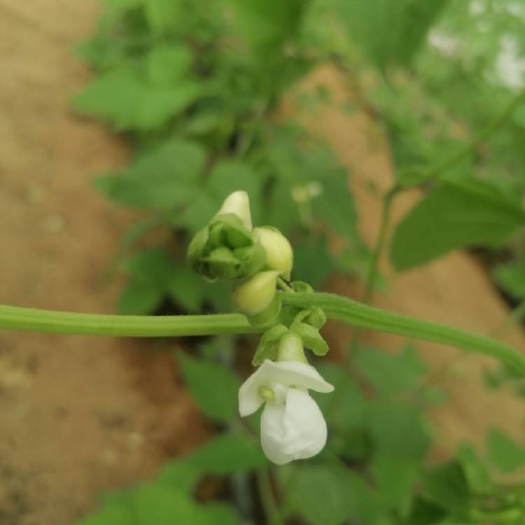 plant image 1647738