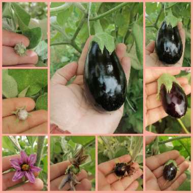 Aubergine