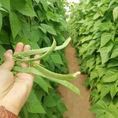 Garden Bean 