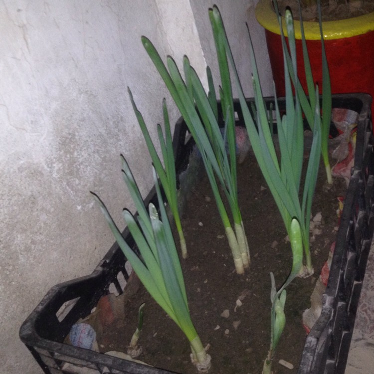 Plant image Narcissus 'Cynosure' syn. Narcissus 'Incomparabilis Albidus Leedsii'