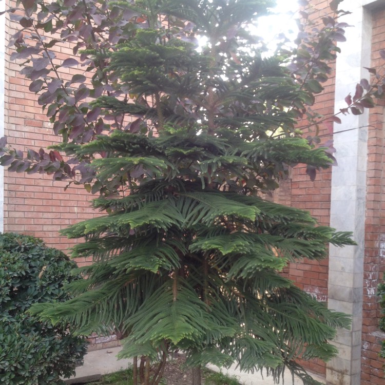 Plant image Araucaria heterophylla