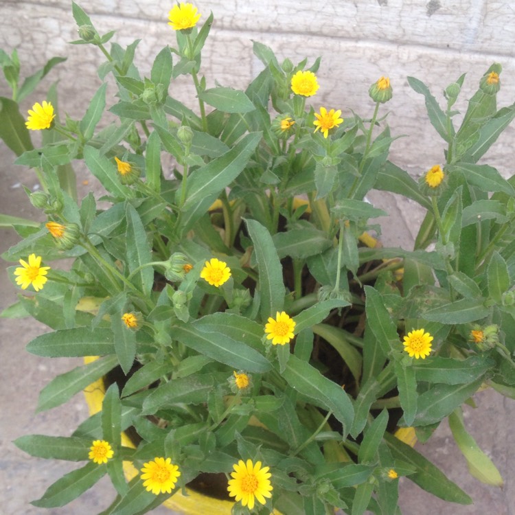 plant image 626229