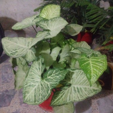 Plant image Syngonium podophyllum 'Bronze'