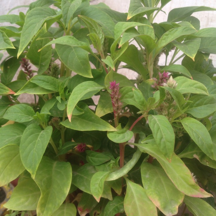Plant image Celosia argentea plumosa