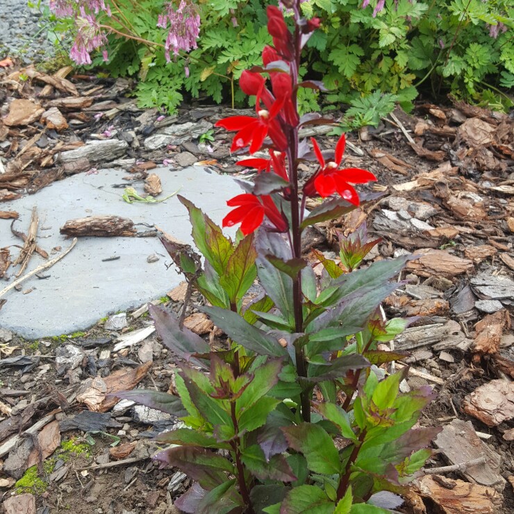 Plant image Lobelia x speciosa 'Fan Scarlet'