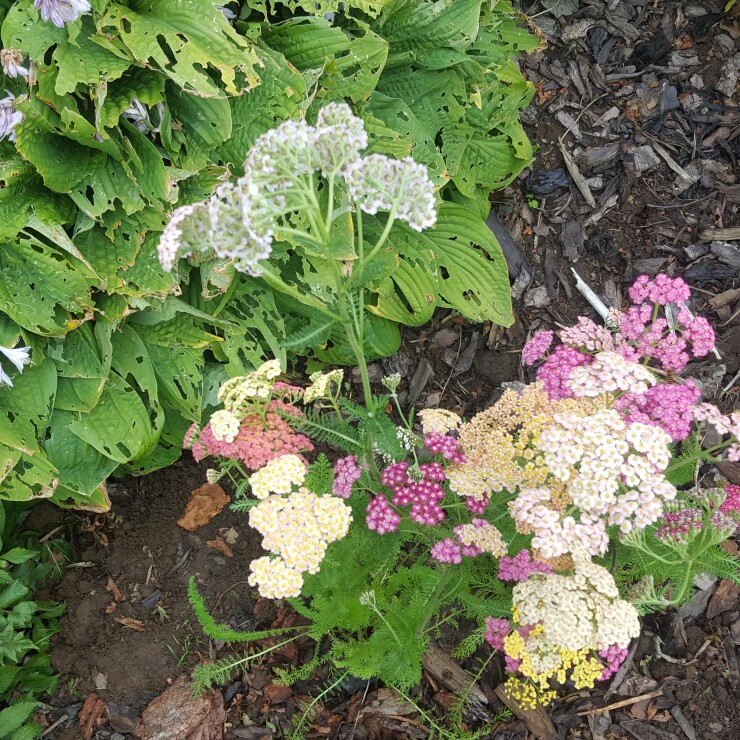 Plant image Achillea millefolium 'Summer Pastels' mix