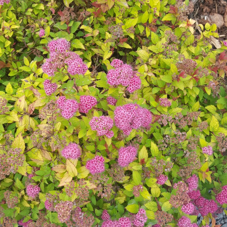 Spiraea 'Magic Carpet'