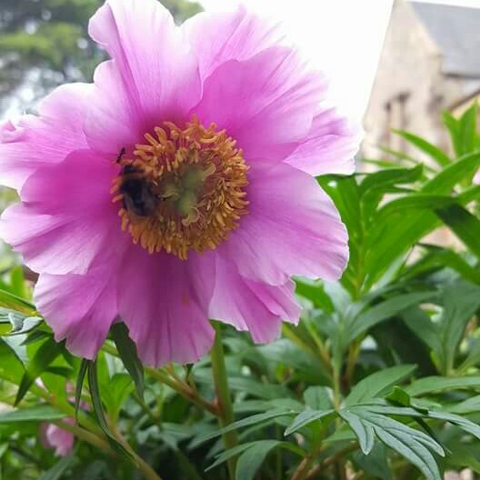 Lynsey's garden