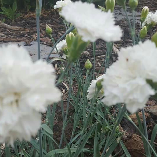 Sweet William