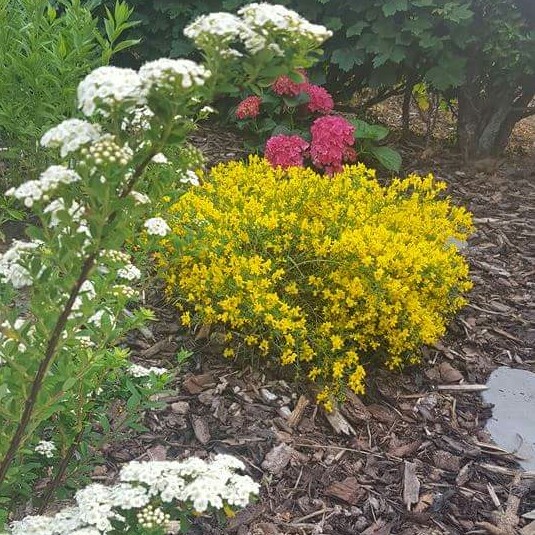 Lynsey's garden