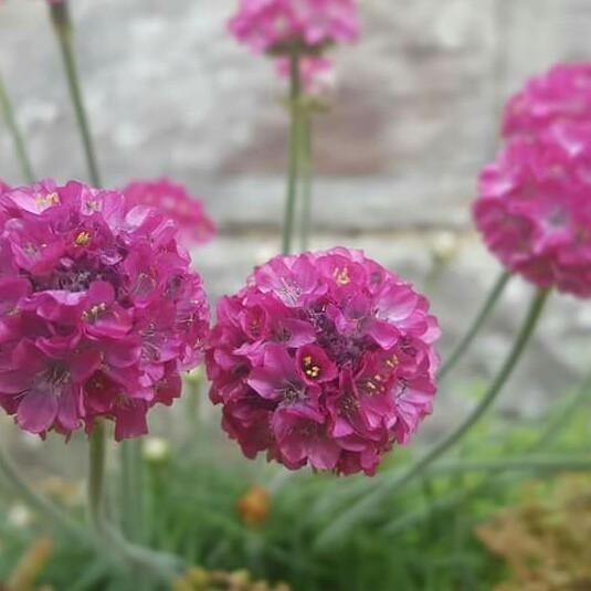 Thrift