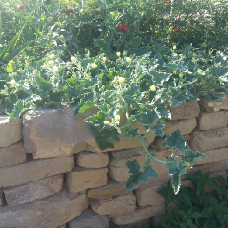 Plant image Ecballium Elaterium