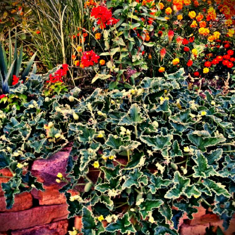 plant image 247782